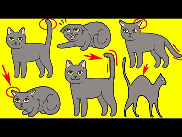 Cat Body Language Explained