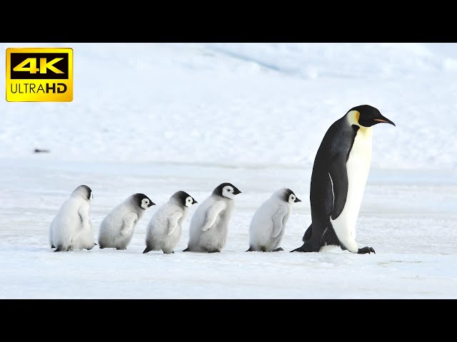 Penguins in 4K / Antartica