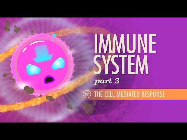 Immune System, Part 3: Crash Course Anatomy & Physiology #47