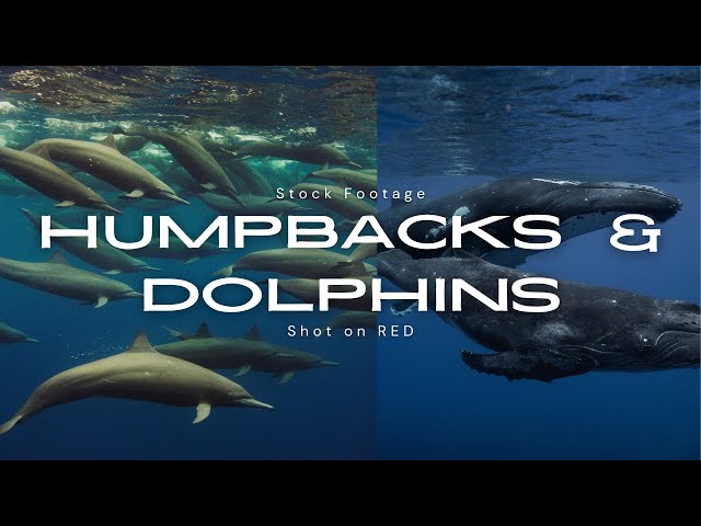 Humpbacks  & Spinner Dolphin - Costa Rica
