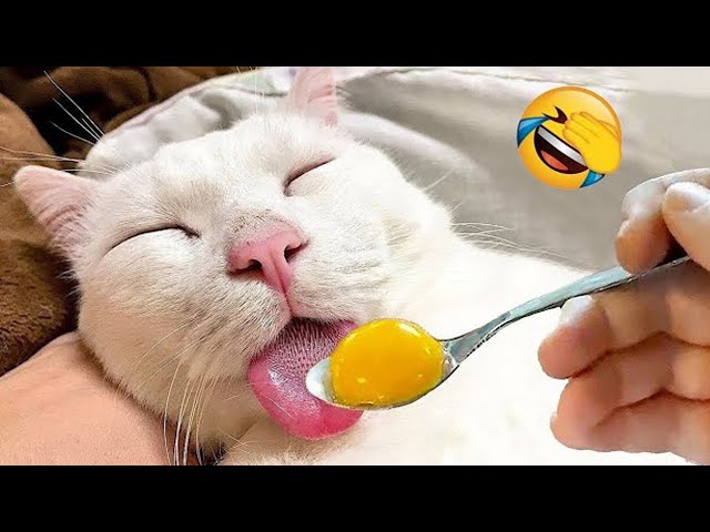 Best Funny Animals 2024 🤩 Funniest Dogs and Cats 😻🐶 Part 33
