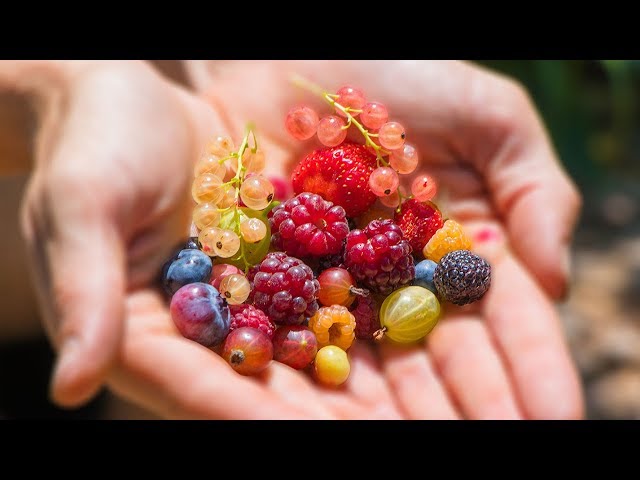 Harvesting 12 DIFFERENT kinds of BERRIES at ONCE from the GARDEN