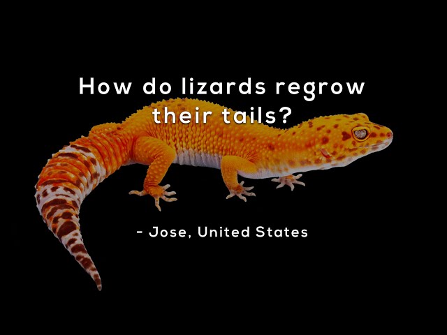 How do lizards regrow their tails?