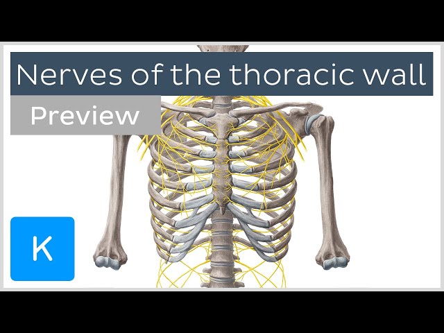 Nerves of the thoracic wall (preview) - Human Anatomy | Kenhub