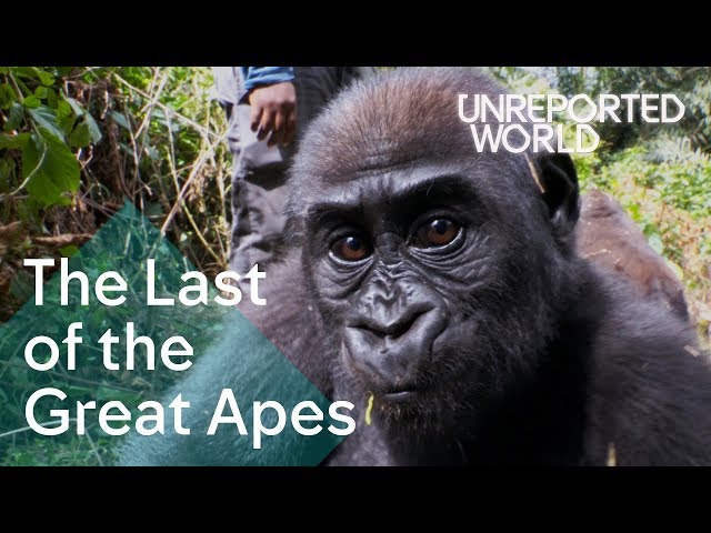 Critically endangered: The plight of Cameroon's Great Apes | Unreported World
