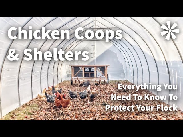 Chicken Coops & Shelters: EVERYTHING You Need To Know
