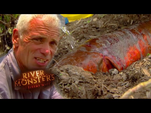 Catching A Giant Electric Eel With Rubber Gloves | EEL | River Monsters