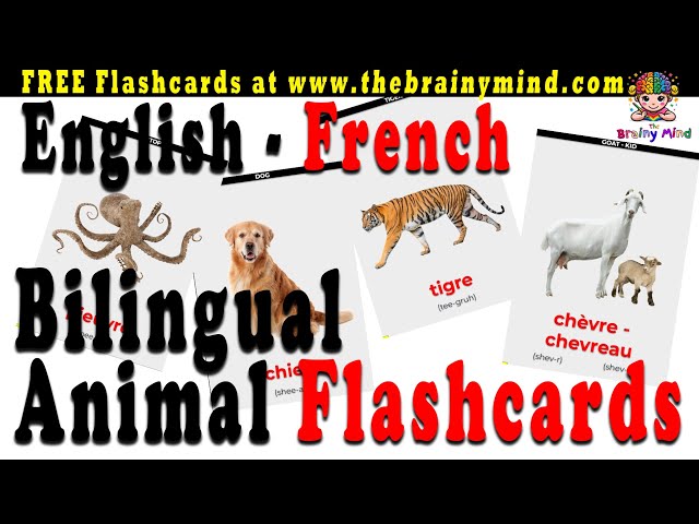 English to French | Bilingual Flashcards | Animals in French | Animaux en français