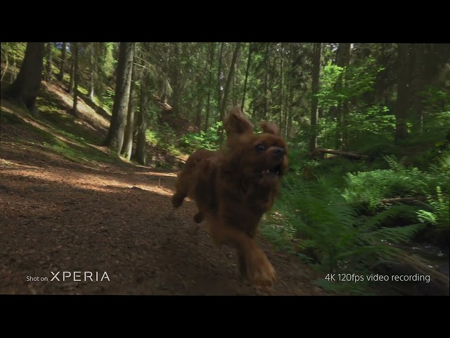Xperia 1 lV- Cinematic nature movie by Olle Nilsson​