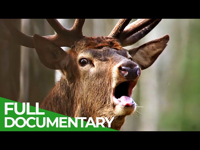 Europe's Great Wilderness | Episode 2: Europe's Green Heart | Free Documentary Nature