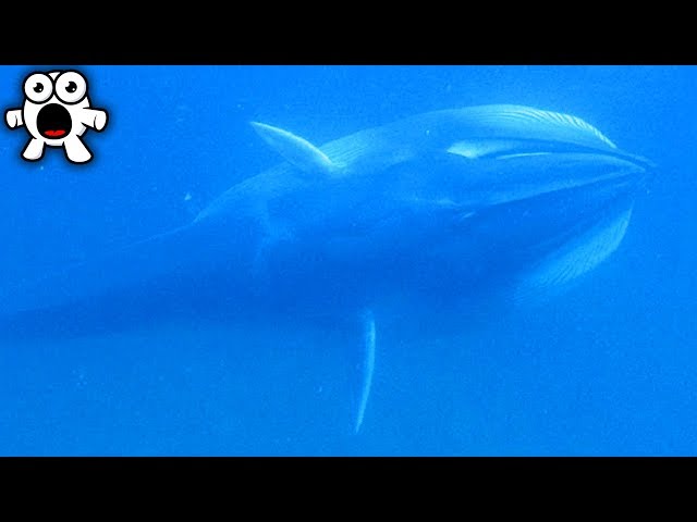 Supposedly Extinct Animals People Have Caught On Camera - Part 1