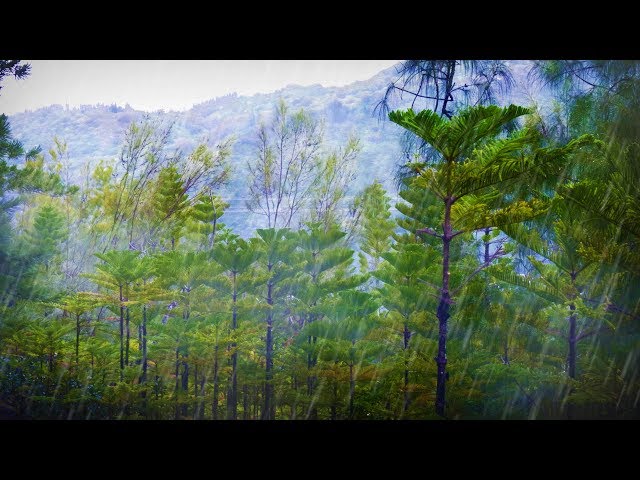 Forest Rainstorm Sound for Sleeping or Studying | Rain Sounds White Noise 10 Hours