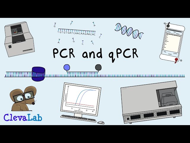 What is PCR and qPCR? | PCR Animation