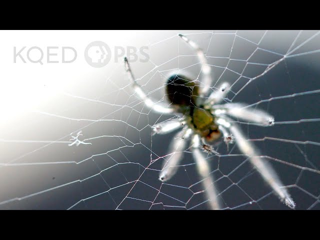 Is a Spider's Web a Part of Its Mind? | Deep Look