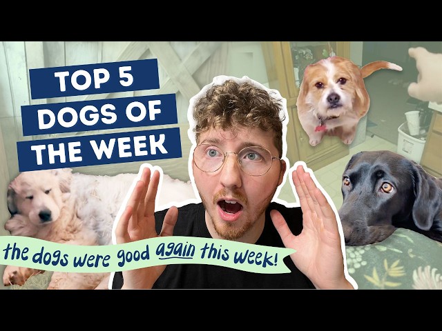 He Came Back to Life??? | Top 5 Dogs of the Week