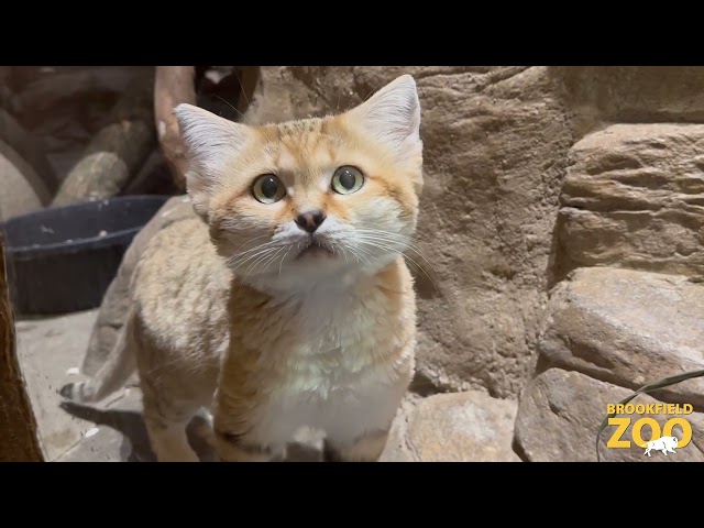 New Sand Cat at Brookfield Zoo!