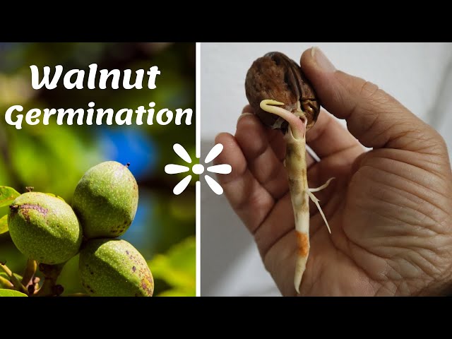 How to grow a walnut tree from seed - Easy way