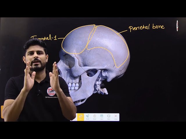 Skull Bones 3D | Skeleton System Part - 1
