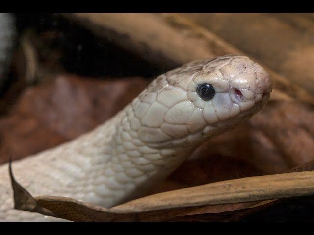 Rare White Cobra Slithers Onto Exhibit at the San Diego Zoo