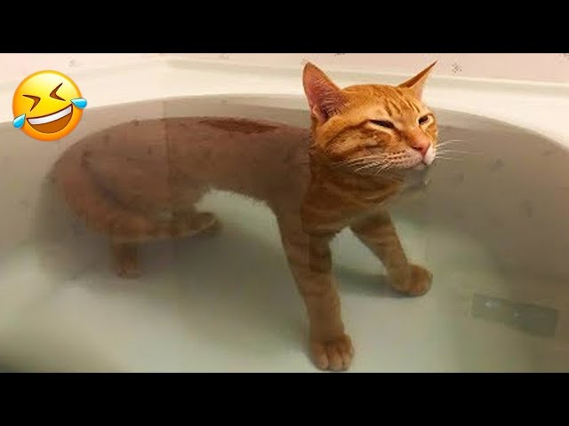 😁😁Try Not to Laugh 2024😁 New Funny Dog and Cat Video 2024😹🐶 Part 10