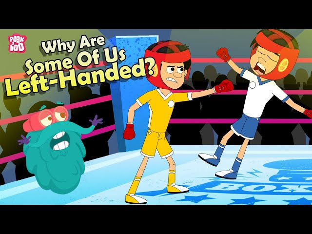 Why Are Some Of Us Left Handed? | Left Handedness | The Dr Binocs Show | Peekaboo Kidz