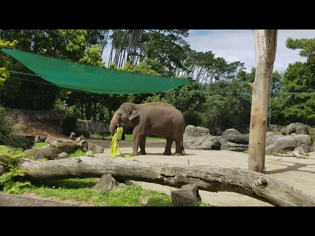Auckland Zoo Elephant #shorts