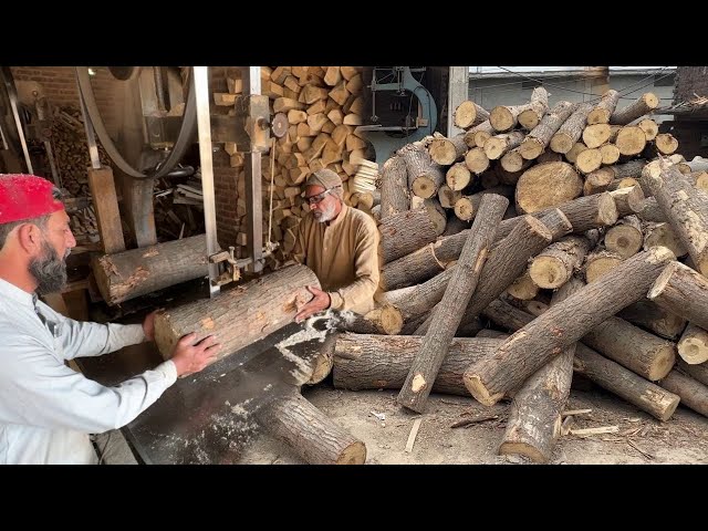 How POPLAR Wood Turned Into Flexible CRICKETING BAT.
