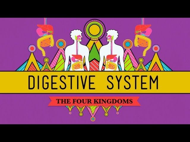 The Digestive System: CrashCourse Biology #28