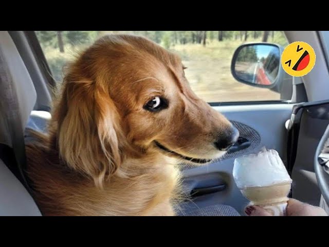 Funny Dogs And Cats Videos 2023 😅 - Best Funniest Animal Videos Of The Month #5