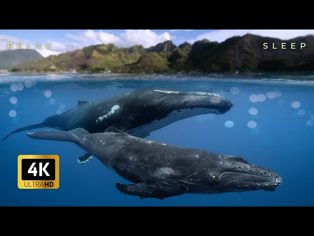 Humpback Whale Meditation - 1 Hour of Blissful 432Hz Relaxing Sleep Music Meditation Music