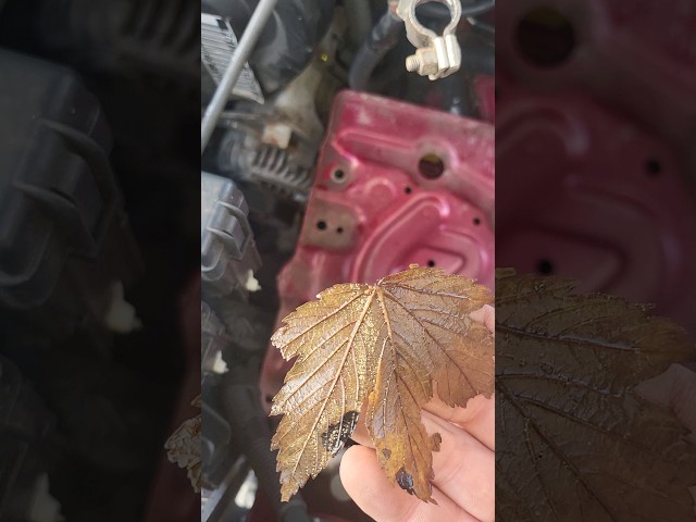 Never lose nut/bolt again With a leaf from a tree