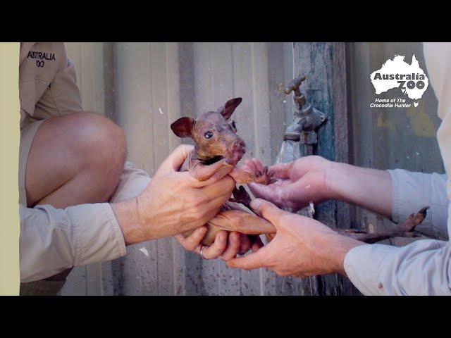 An adorable joey saved | Wildlife Warriors Missions