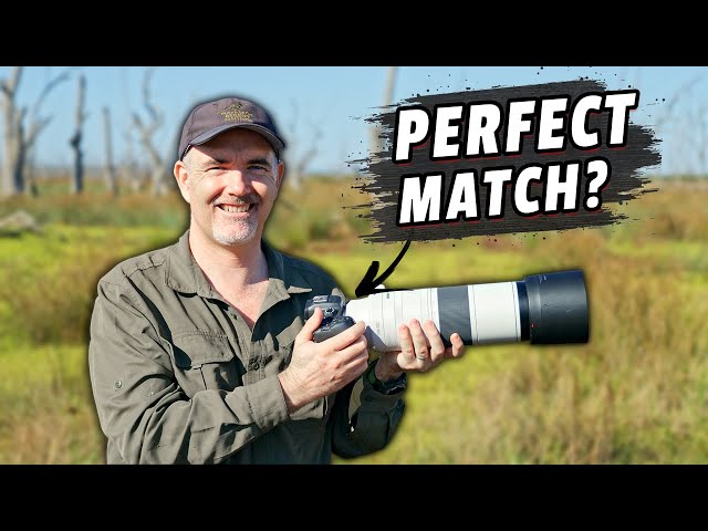 Canon R7 & RF200-800mm Field Tested - Incredible Reach