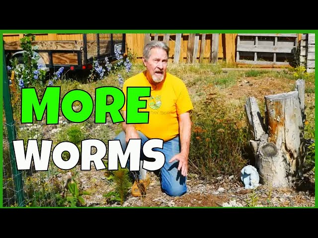 How to Attract Earthworms (To The Garden)