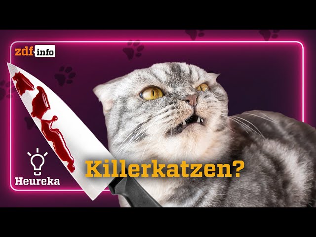 Bedrohen Katzen die Artenvielfalt? 😼 | Heureka