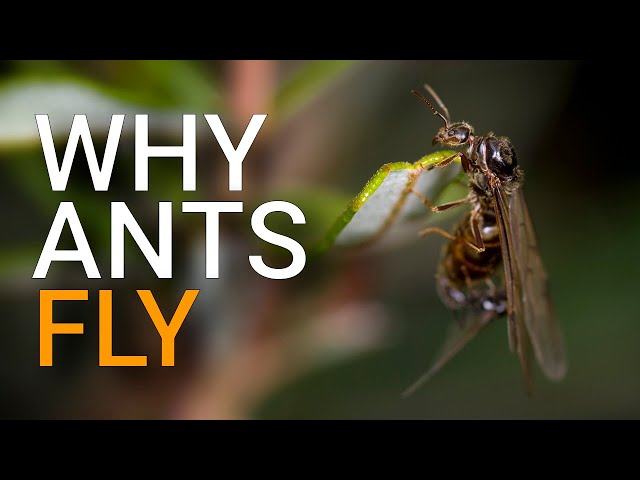 Ant flights: flying ants swarm in their millions!