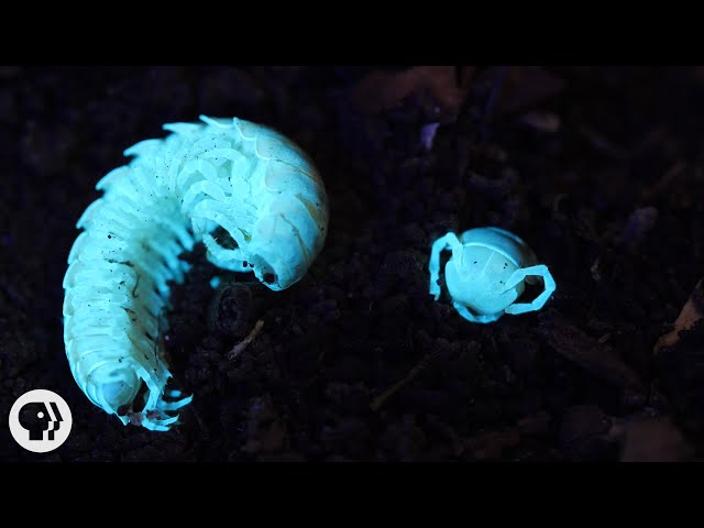 This Millipede and Beetle Have a Toxic Relationship | Deep Look
