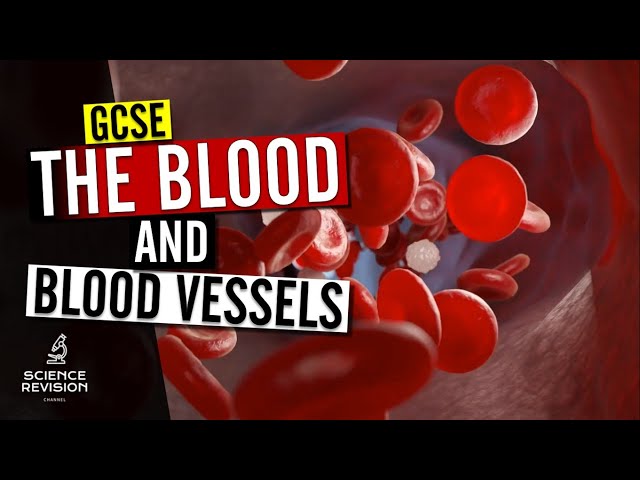 GCSE Science Biology (9-1) - Blood and Blood Vessels