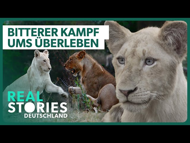 Harter Überlebenskampf der weißen Löwen | Tier Doku | Real Stories Deutschland