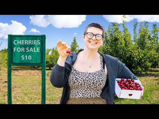 How Much Money We Make from our homestead - Cherry Harvest