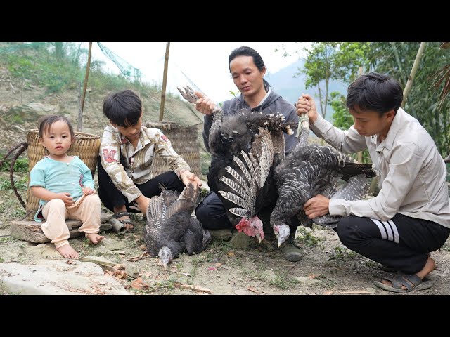 Zon went down the mountain to buy some big birds to raise as breeders, vang hoa