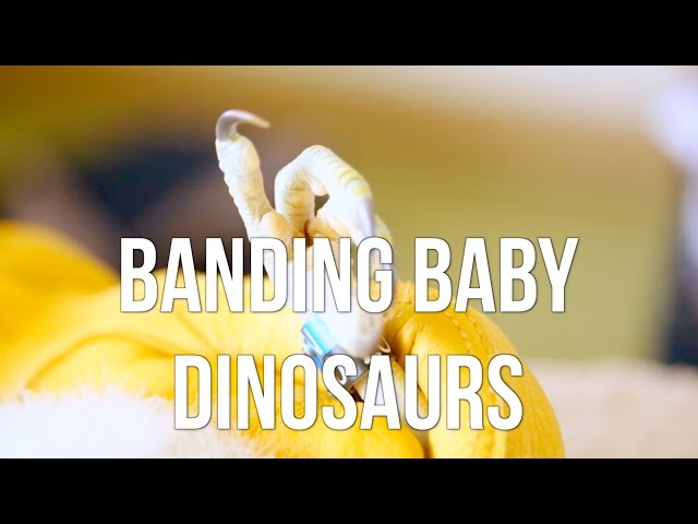 Banding Baby Dinosaurs