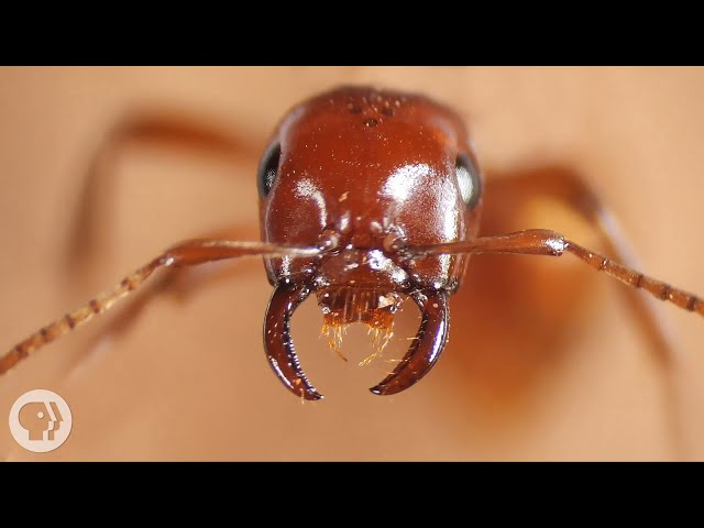 Kidnapper Ants Steal Other Ants' Babies - And Brainwash Them | Deep Look