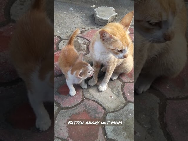 Cute kitten angry with mom #cat #short