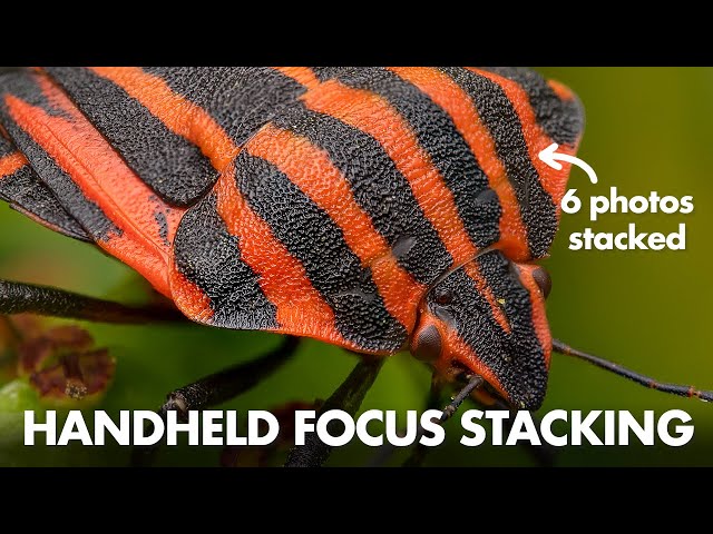 Handholding Methods for Macro Photography (and Focus Stacking!)
