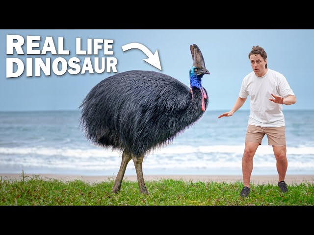 Face-to-face with DEADLIEST BIRD on Earth