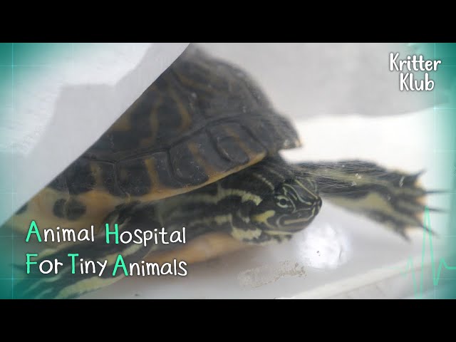 Today's Patient: Peninsula Cooter l Animal Hospital For Tiny Animals Ep 3