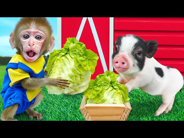 KiKi Monkey work to harvest fruits in garden with piglet& make watermelon ice cream|KUDO ANIMAL KIKI