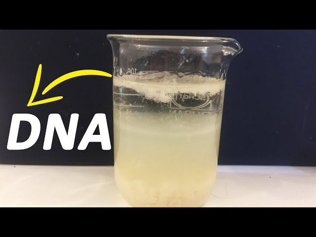 How To Extract DNA From Banana At Home