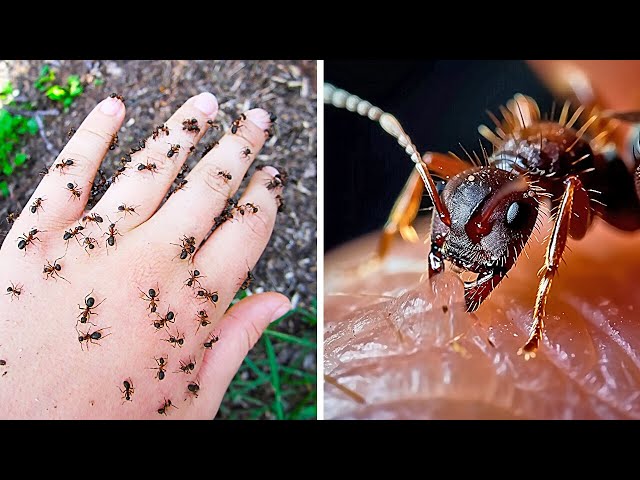 World's Scariest Insects You Don't Want to Mess With